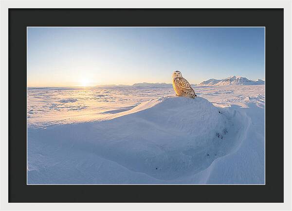 Snowy Owl In Winter Light
