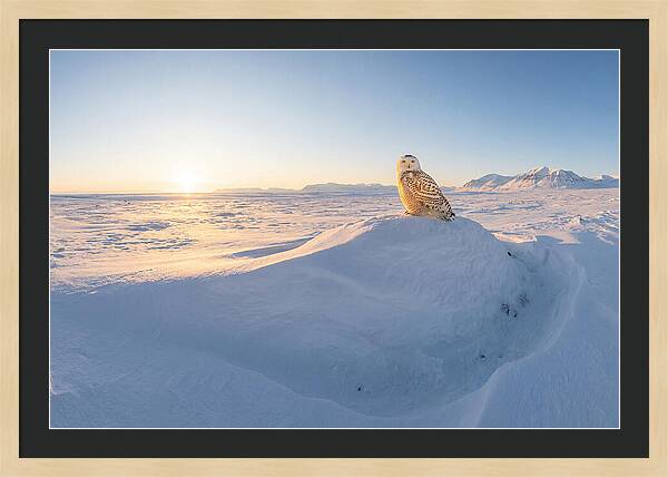 Snowy Owl In Winter Light