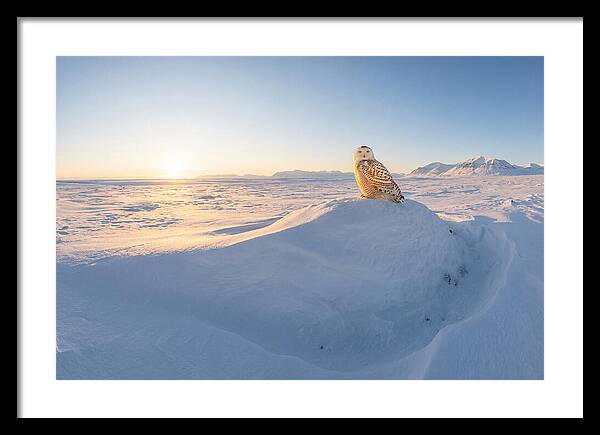 Snowy Owl In Winter Light
