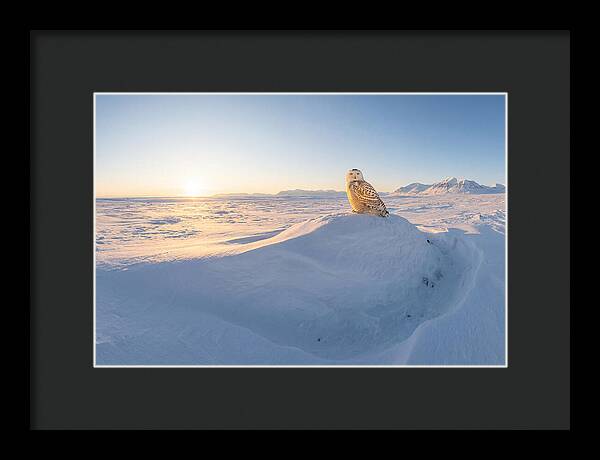 Snowy Owl In Winter Light
