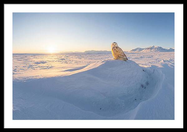 Snowy Owl In Winter Light