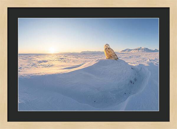 Snowy Owl In Winter Light