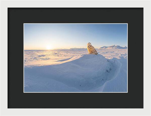 Snowy Owl In Winter Light