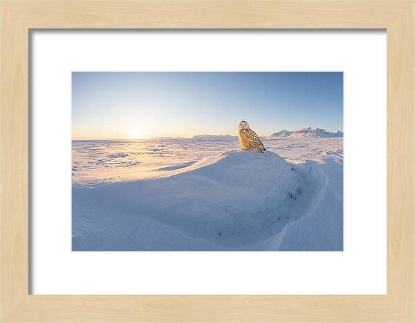 Snowy Owl In Winter Light