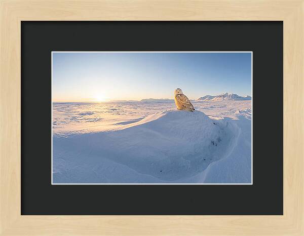 Snowy Owl In Winter Light