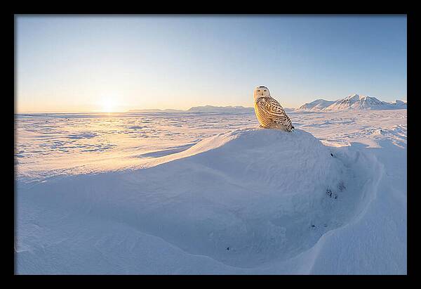 Snowy Owl In Winter Light