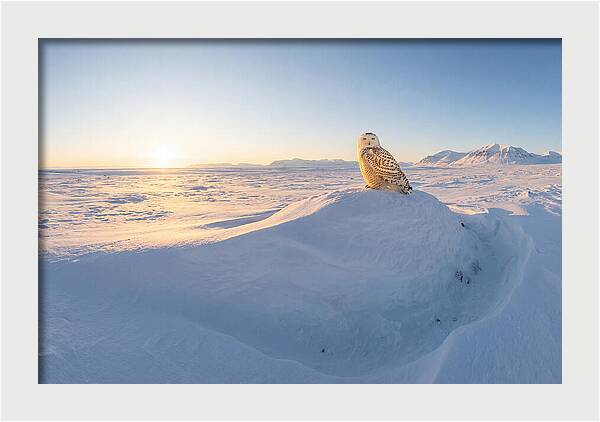 Snowy Owl In Winter Light