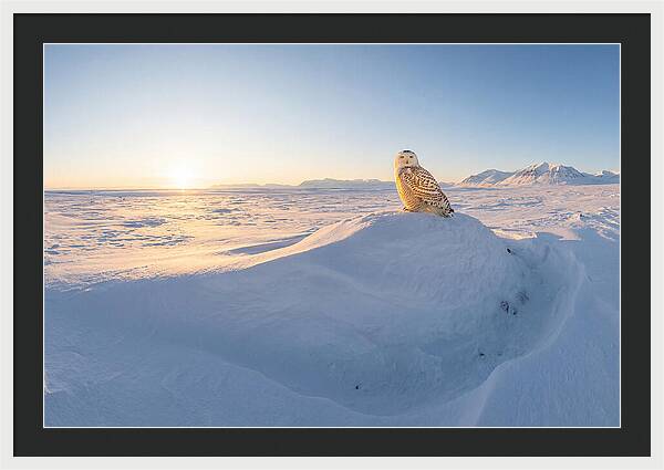 Snowy Owl In Winter Light