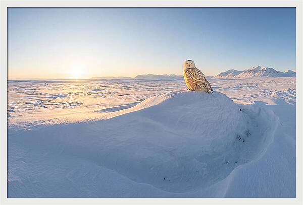 Snowy Owl In Winter Light