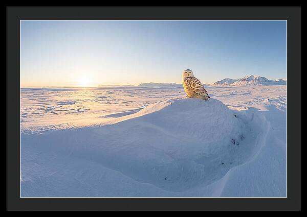 Snowy Owl In Winter Light