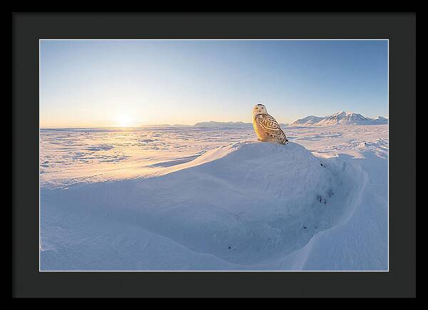 Snowy Owl In Winter Light