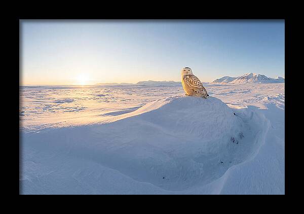 Snowy Owl In Winter Light