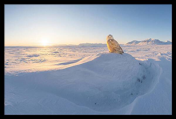 Snowy Owl In Winter Light