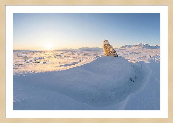 Snowy Owl In Winter Light
