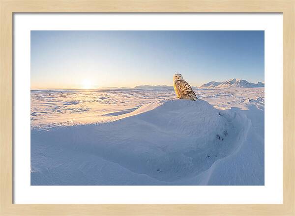 Snowy Owl In Winter Light