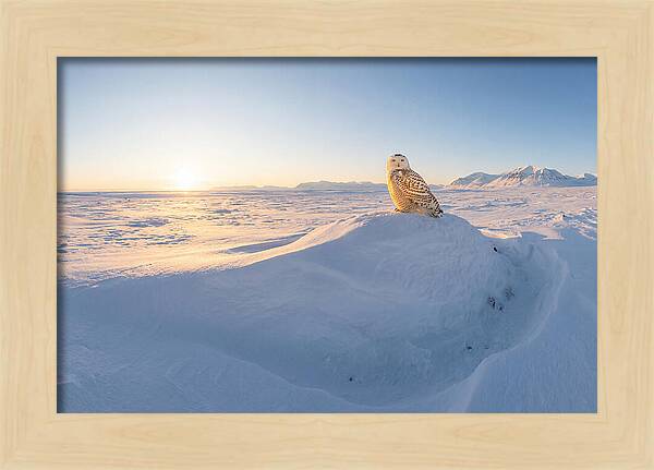 Snowy Owl In Winter Light