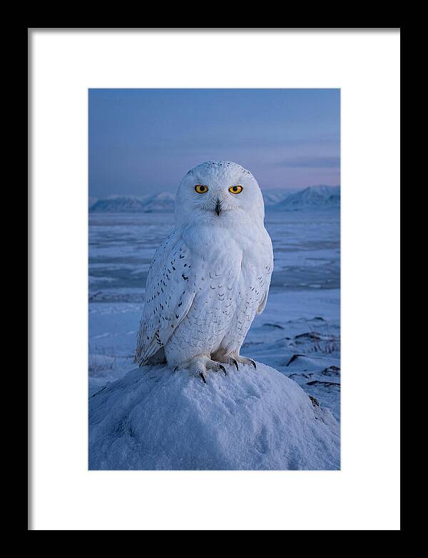 Snowy Owl Majesty