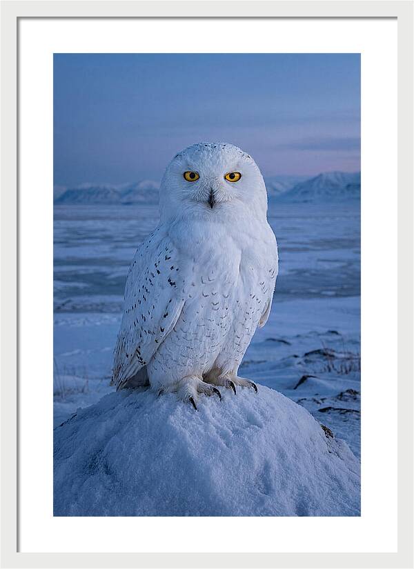 Snowy Owl Majesty