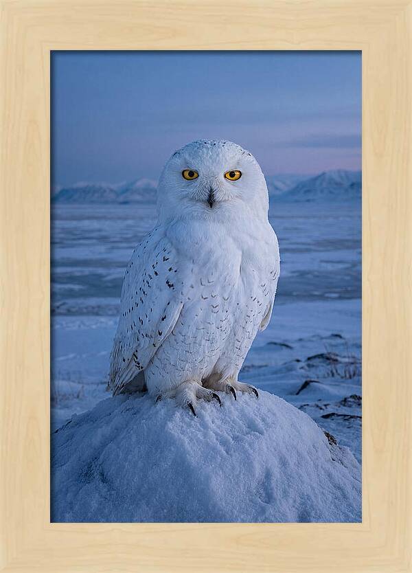 Snowy Owl Majesty