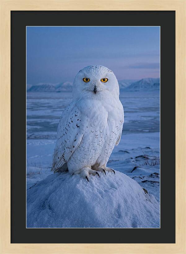 Snowy Owl Majesty