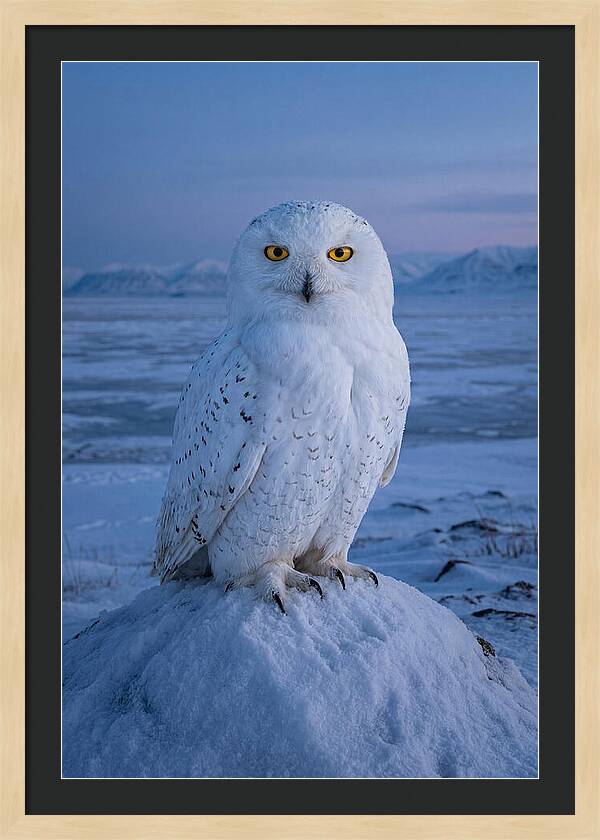 Snowy Owl Majesty