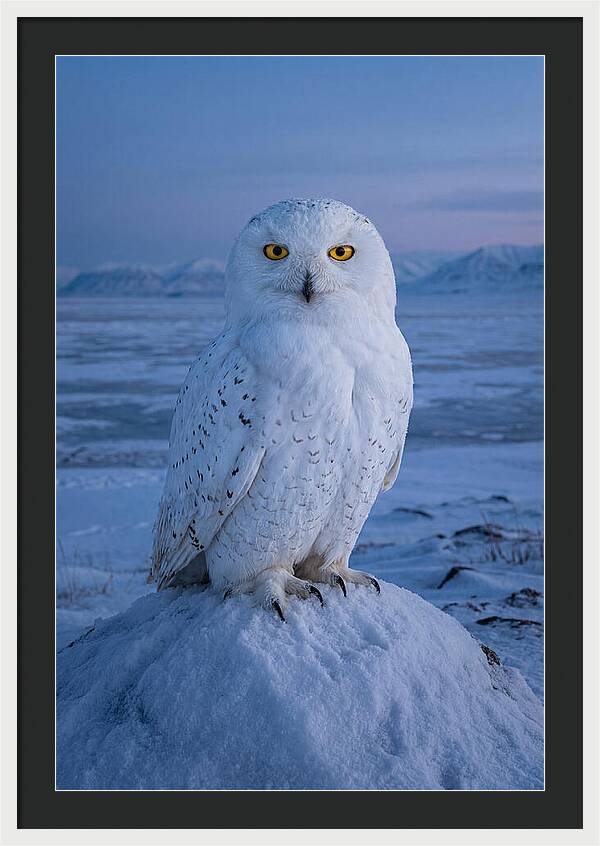 Snowy Owl Majesty