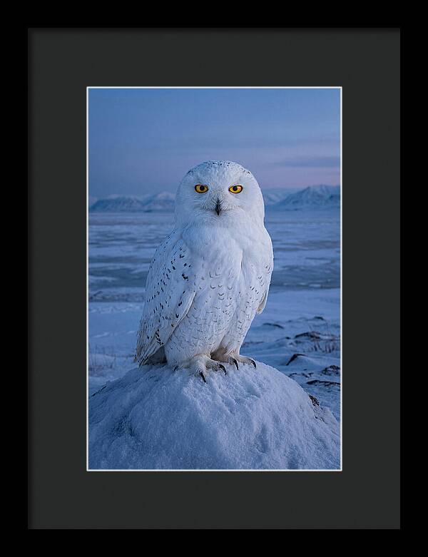 Snowy Owl Majesty