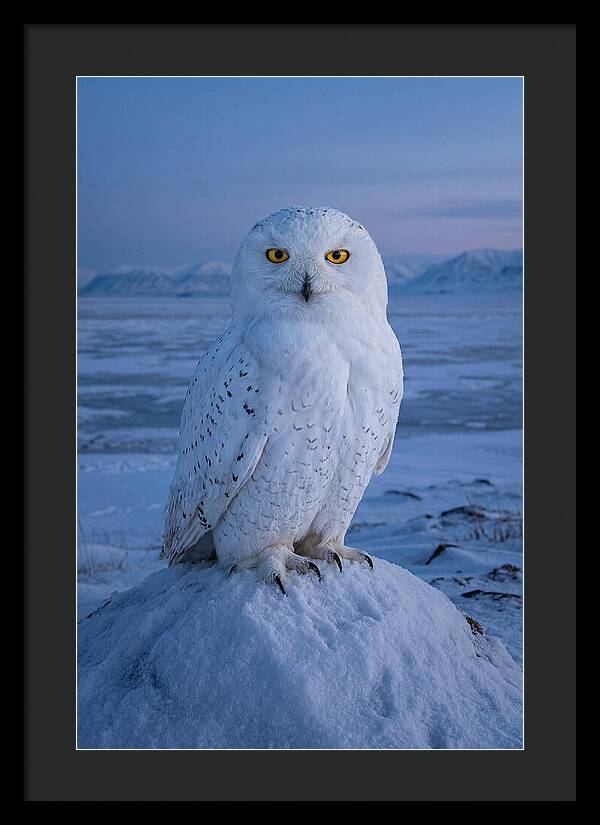 Snowy Owl Majesty