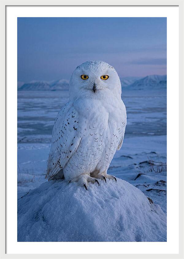 Snowy Owl Majesty