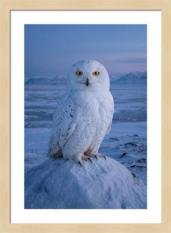 Snowy Owl Majesty