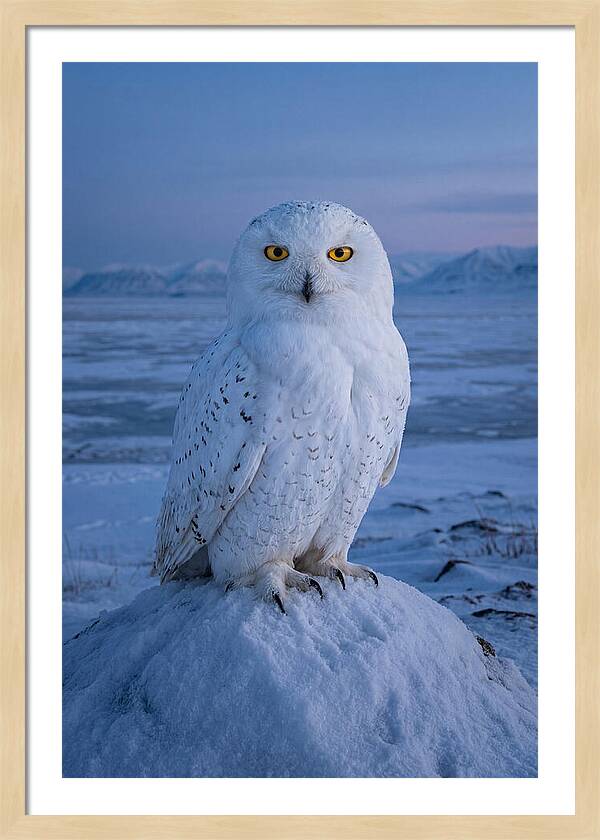 Snowy Owl Majesty