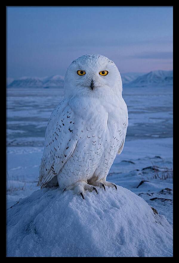 Snowy Owl Majesty