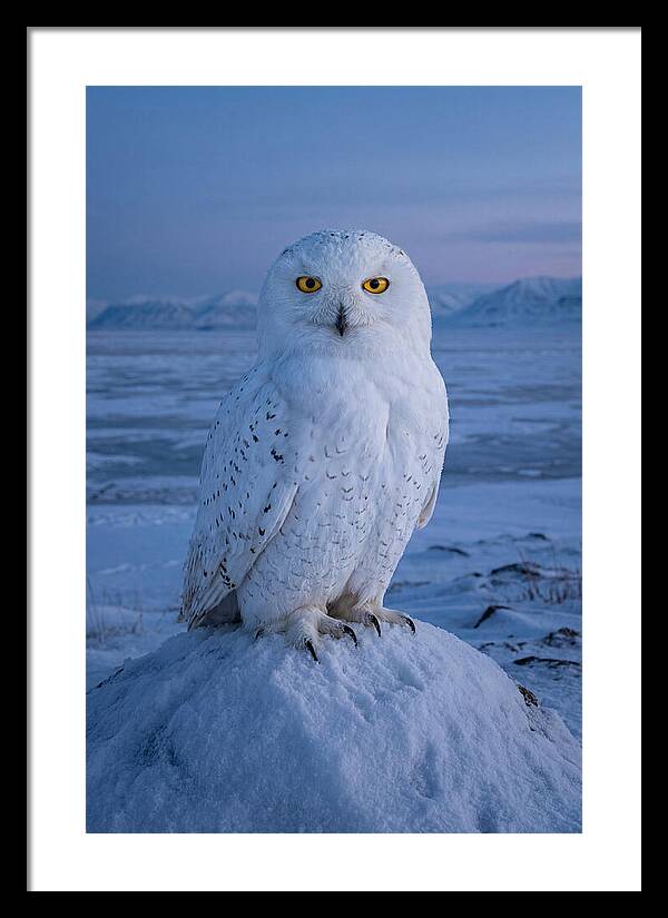 Snowy Owl Majesty