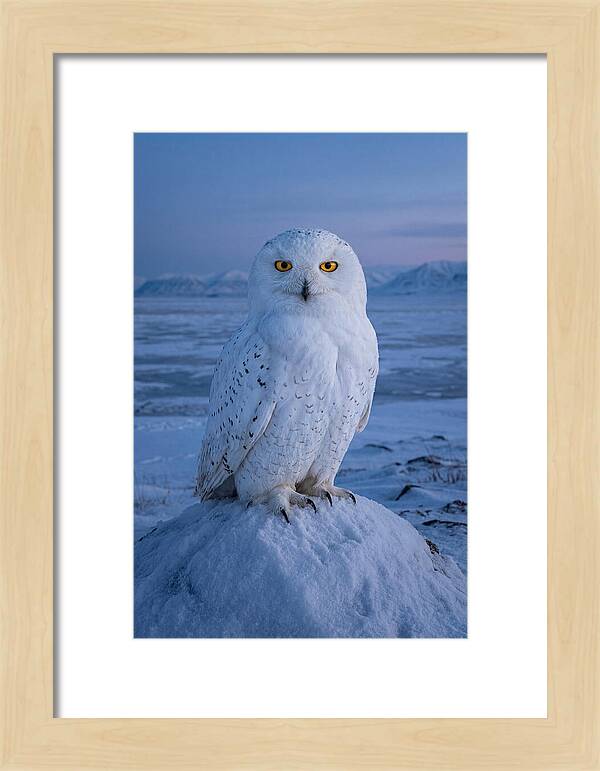 Snowy Owl Majesty
