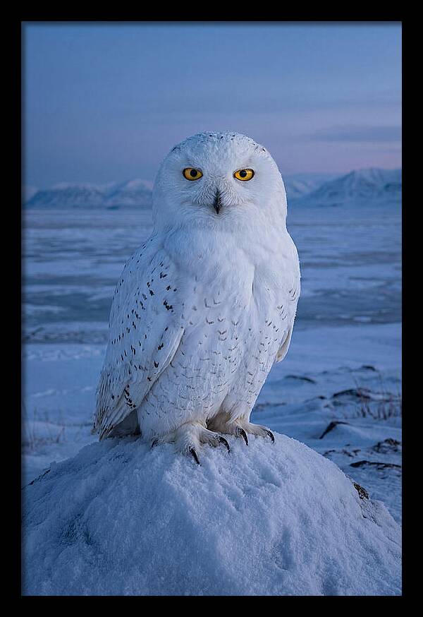 Snowy Owl Majesty