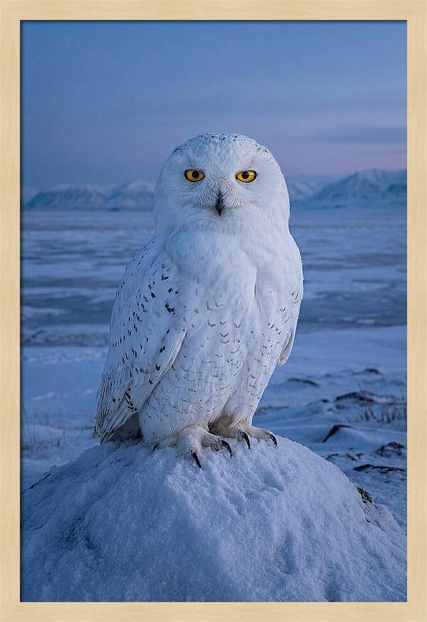 Snowy Owl Majesty