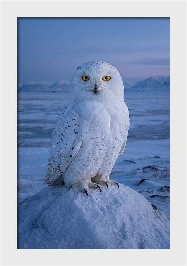 Snowy Owl Majesty