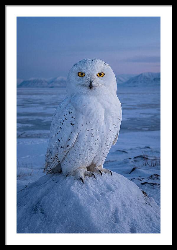 Snowy Owl Majesty