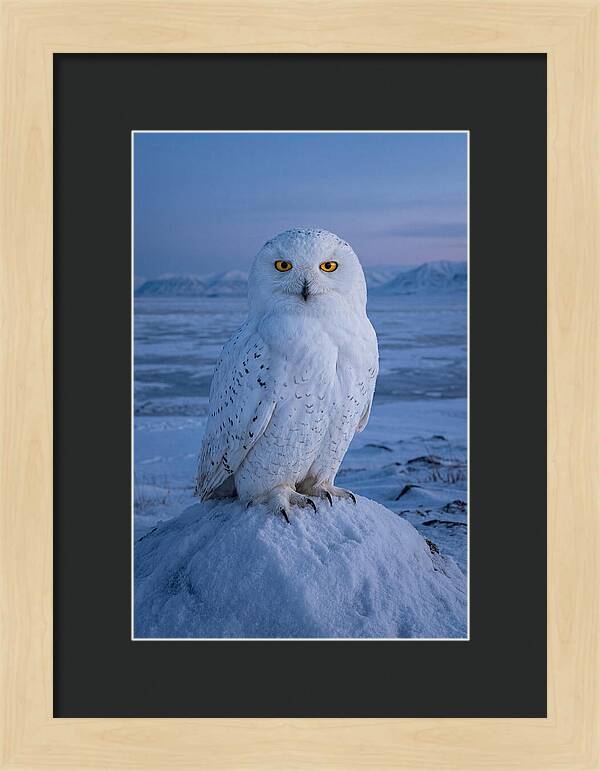 Snowy Owl Majesty