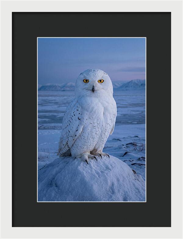 Snowy Owl Majesty