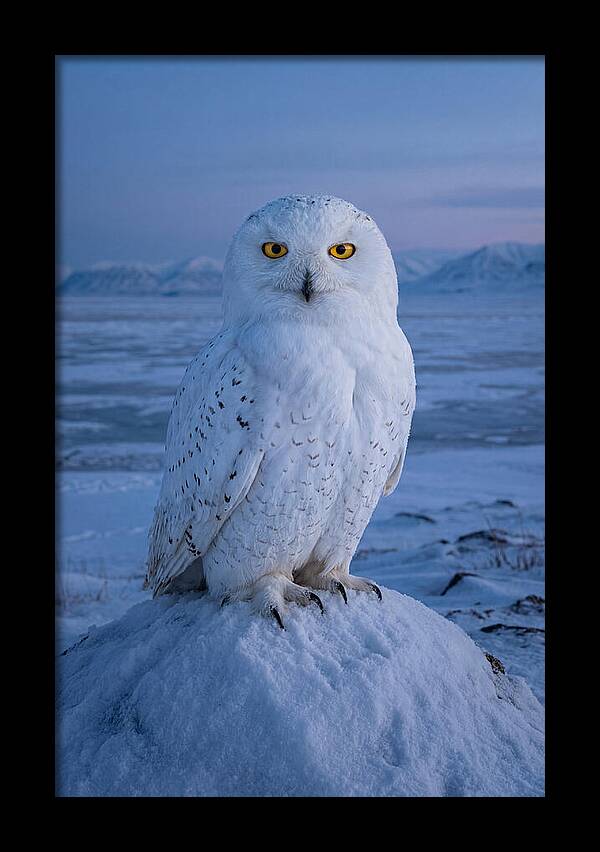 Snowy Owl Majesty