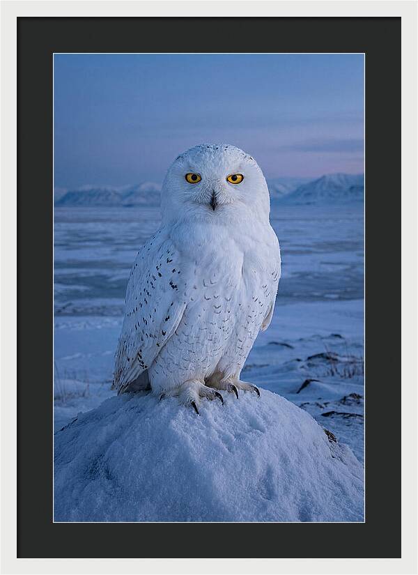 Snowy Owl Majesty