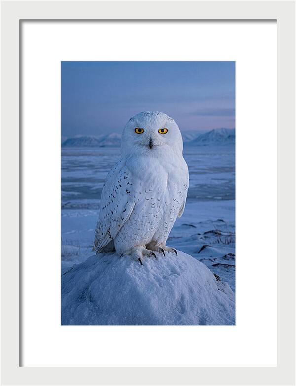 Snowy Owl Majesty