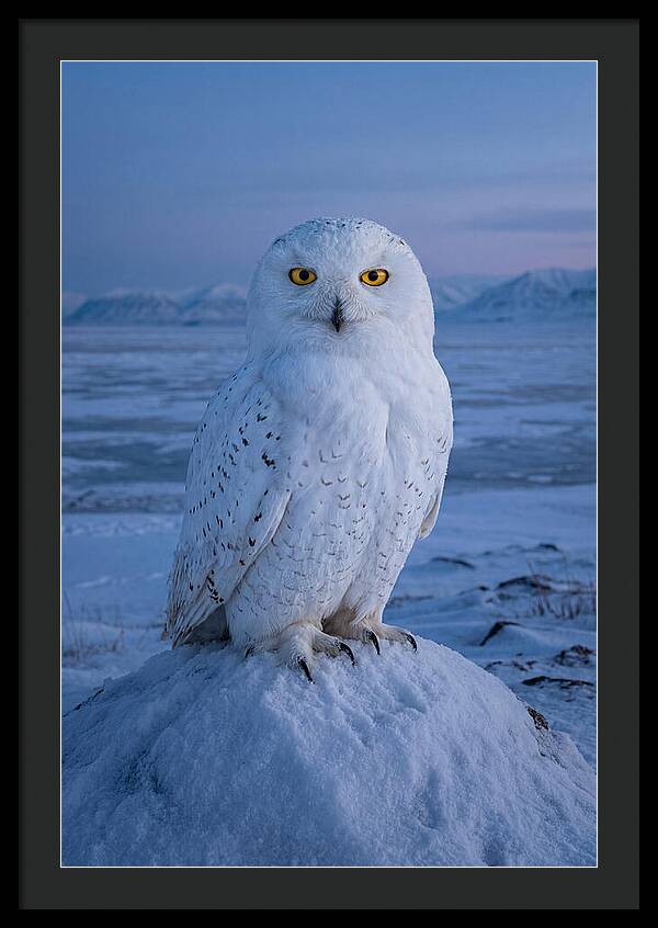 Snowy Owl Majesty