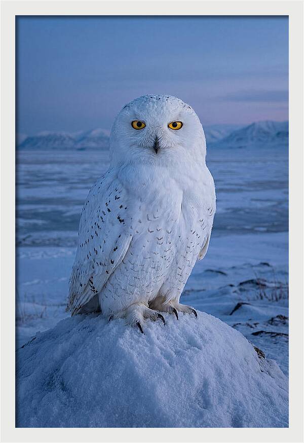 Snowy Owl Majesty