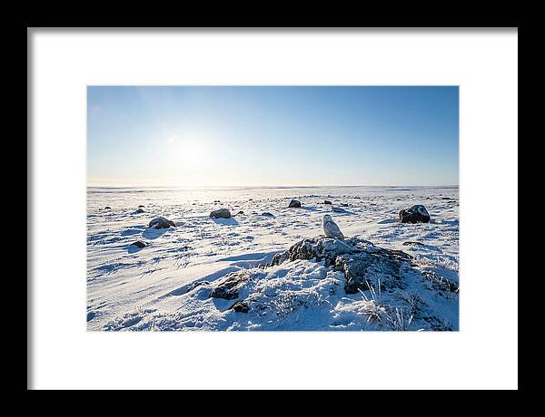 Snowy Owl On Tundra Perch