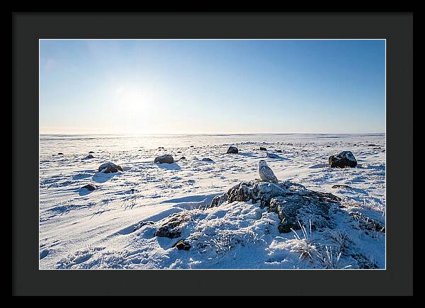 Snowy Owl On Tundra Perch