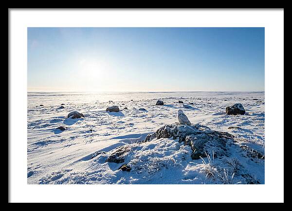 Snowy Owl On Tundra Perch