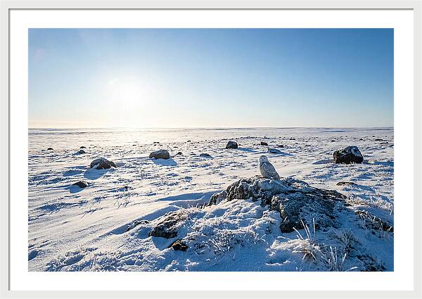 Snowy Owl On Tundra Perch