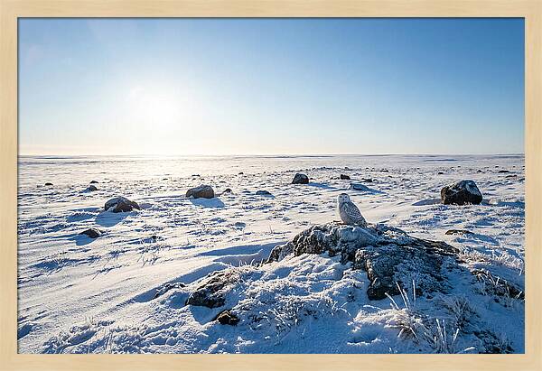 Snowy Owl On Tundra Perch